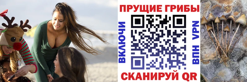 цена   Домодедово  Галлюциногенные грибы MAGIC MUSHROOMS 